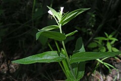 Epilobium glaberrimum glaberrimum