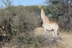 Giraffa camelopardalis giraffa