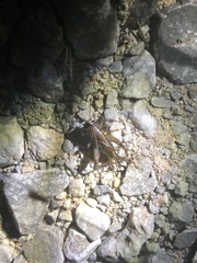 Loxoblemmus equestris