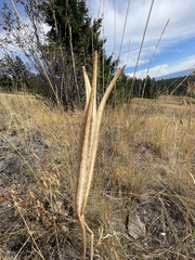 Calochortus macrocarpus