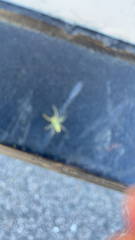 Lyssomanes viridis