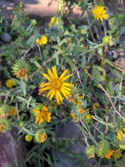 Grindelia squarrosa