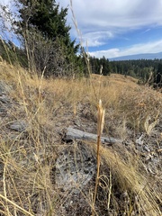 Calochortus macrocarpus