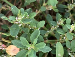 Polygonum aviculare