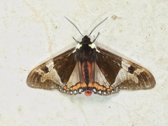 Dysschema magdala