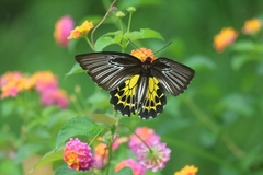 Troides minos