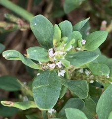 Polygonum aviculare