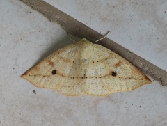 Cirsodes aggerata