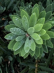 Tephrosia virginiana