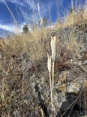 Calochortus macrocarpus