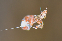 Uloborus