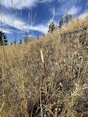 Calochortus macrocarpus