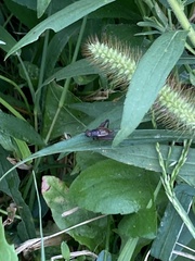 Eunemobius carolinus