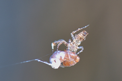 Uloborus