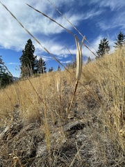 Calochortus macrocarpus