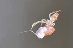 Uloborus
