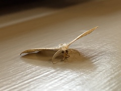 Lambdina fiscellaria