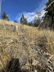 Calochortus macrocarpus