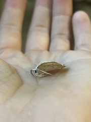 Lambdina fiscellaria