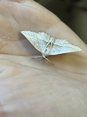 Lambdina fiscellaria