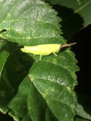 Stenocatantops mistshenkoi