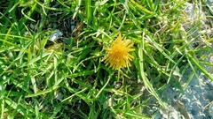 Taraxacum ceratophorum