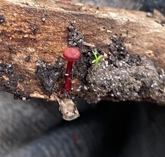 Cruentomycena viscidocruenta