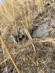 Calochortus macrocarpus