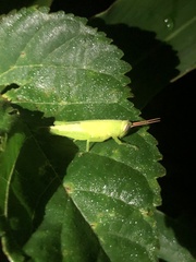 Stenocatantops mistshenkoi