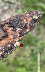 Cruentomycena viscidocruenta