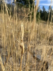 Calochortus macrocarpus