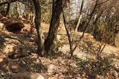 Brachylaena rotundata