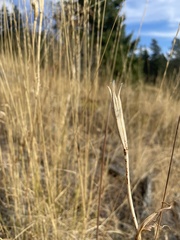 Calochortus macrocarpus