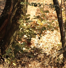 Brachylaena rotundata