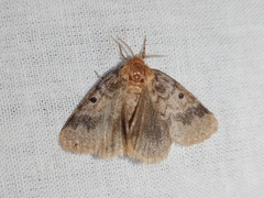 Euproctis antiphates