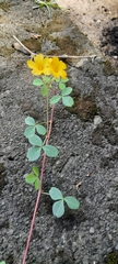Oxalis