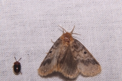 Euproctis antiphates