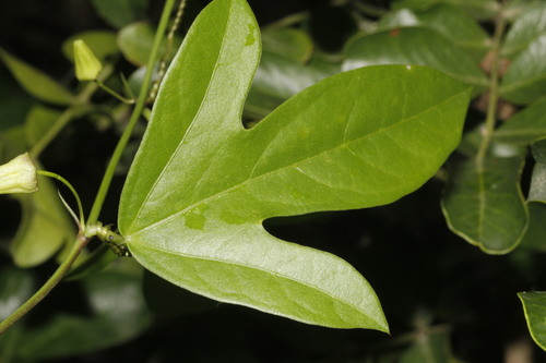 Passiflora pallida