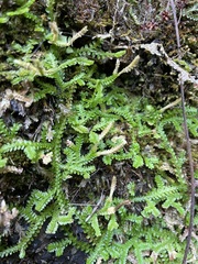 Selaginella douglasii