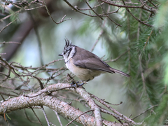 Lophophanes cristatus