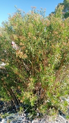 Baccharis salicifolia