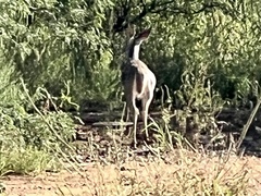 Odocoileus virginianus couesi