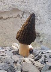 Morchella
