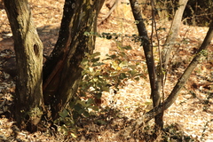 Brachylaena rotundata