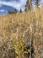 Calochortus macrocarpus
