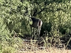 Odocoileus virginianus couesi