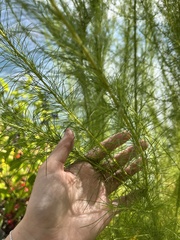 Foeniculum vulgare
