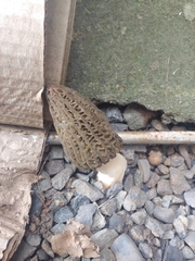 Morchella