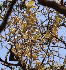 Brachylaena rotundata