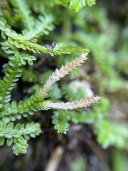 Selaginella douglasii
